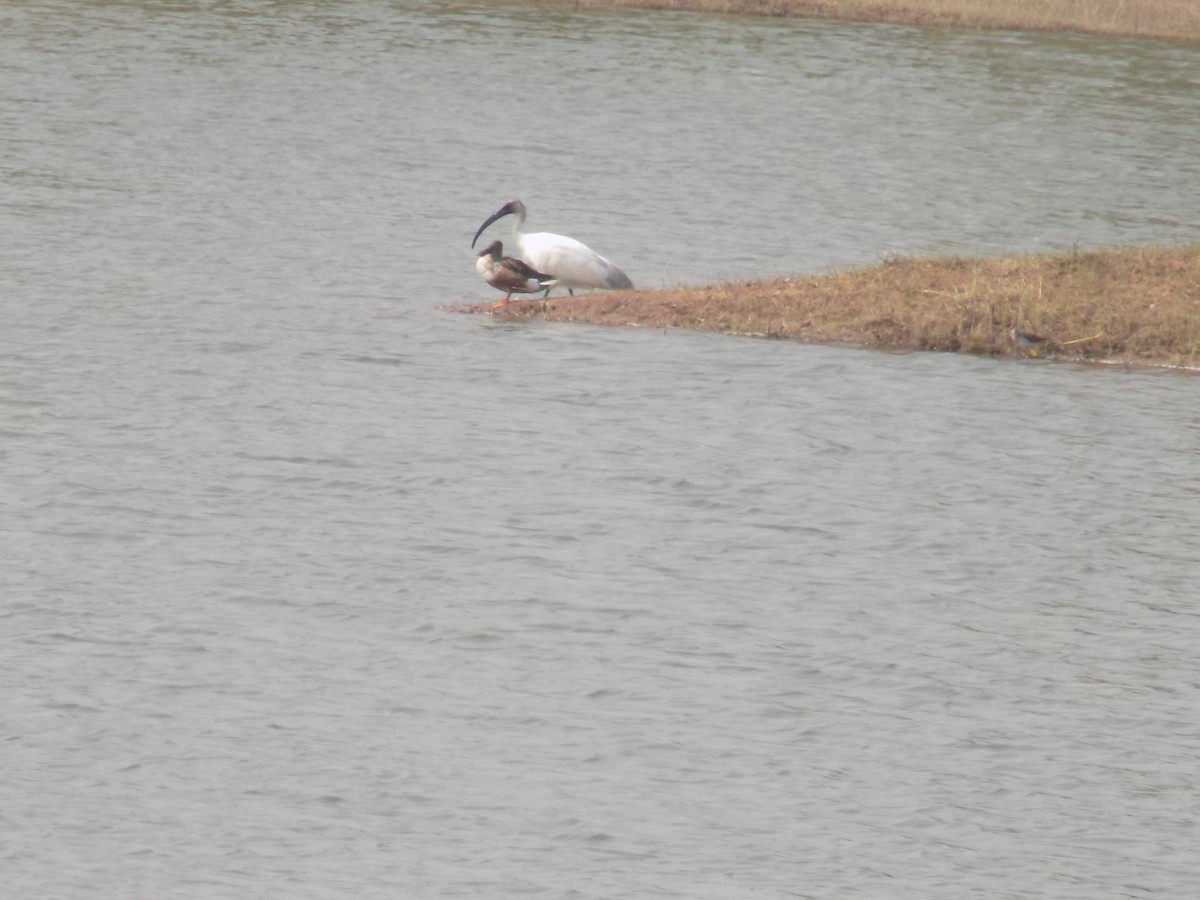 skjeand - ML647759561