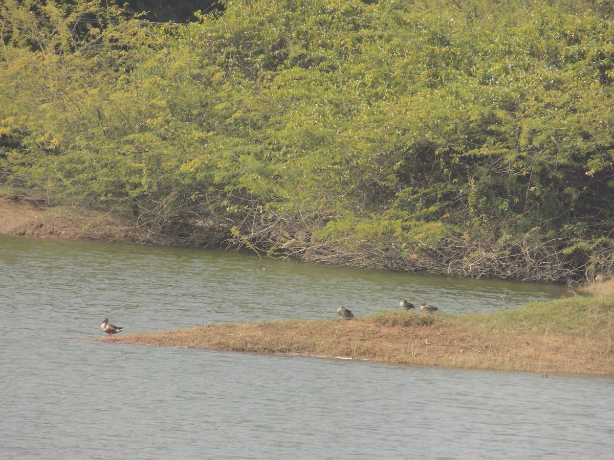 skjeand - ML647759562