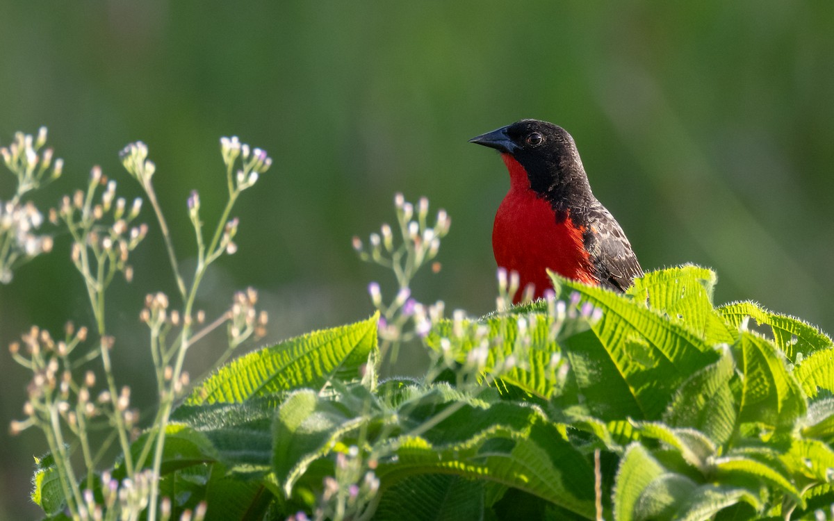 Red-breasted Meadowlark - ML647759568