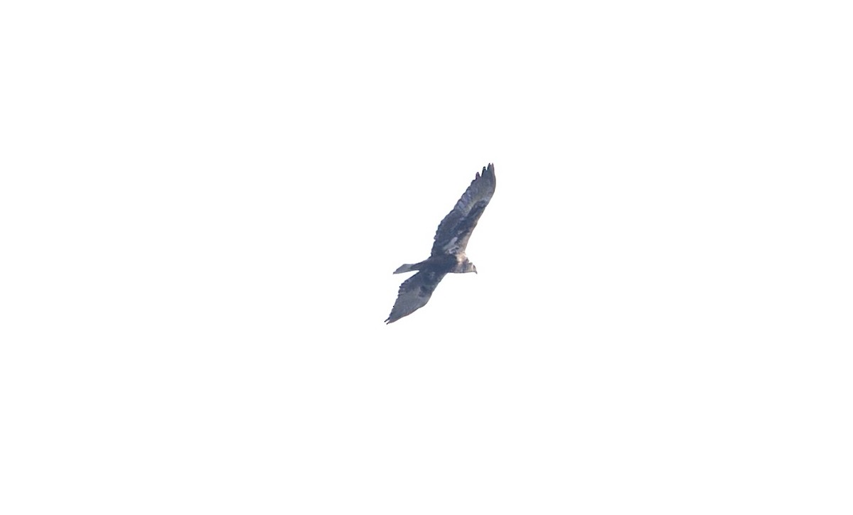 Eastern Marsh Harrier - ML647759569