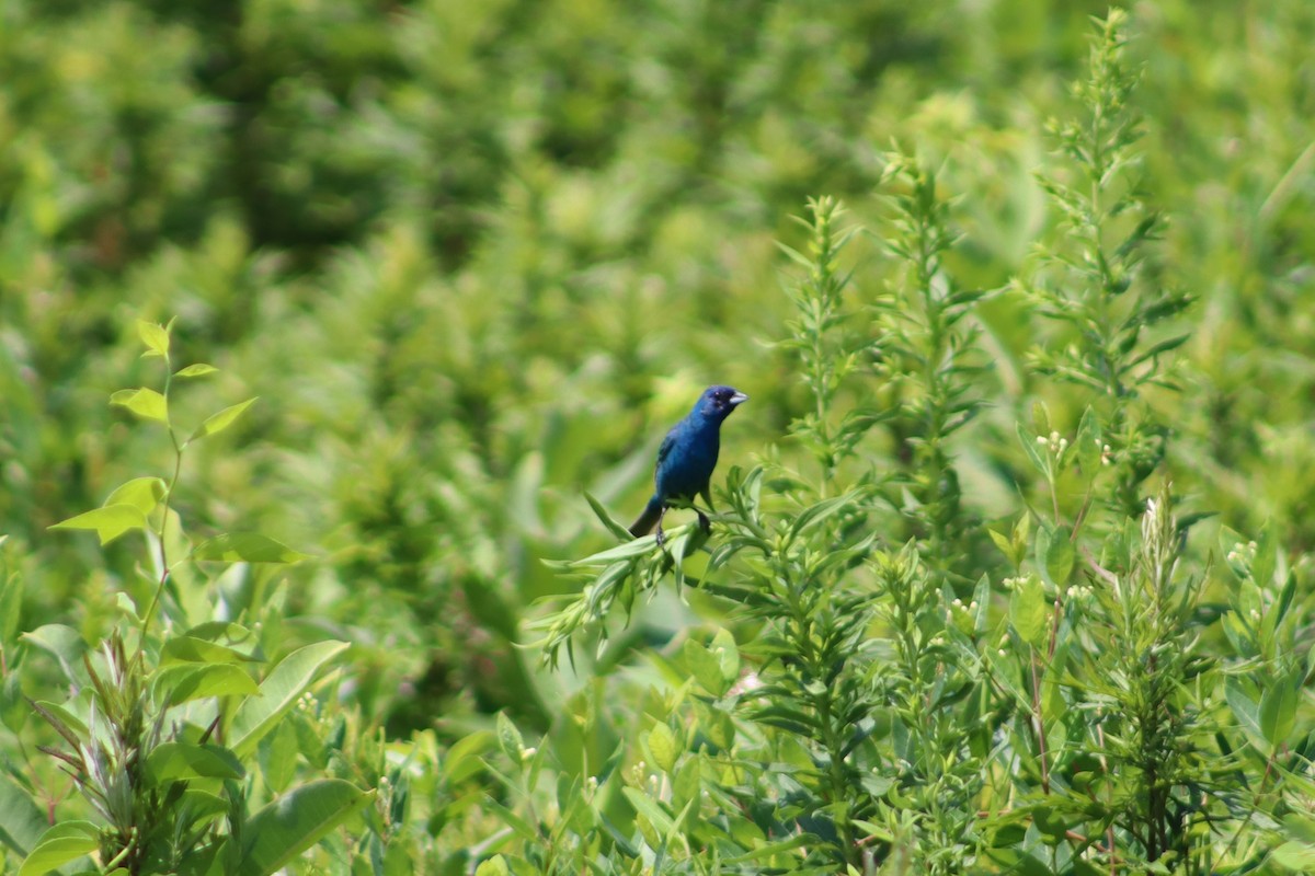 Indigo Bunting - ML647759593