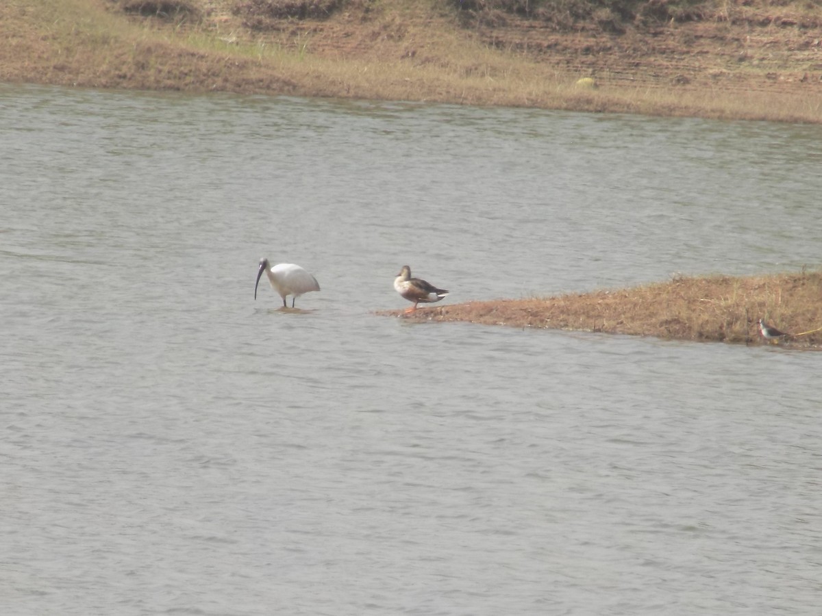 skjeand - ML647759611