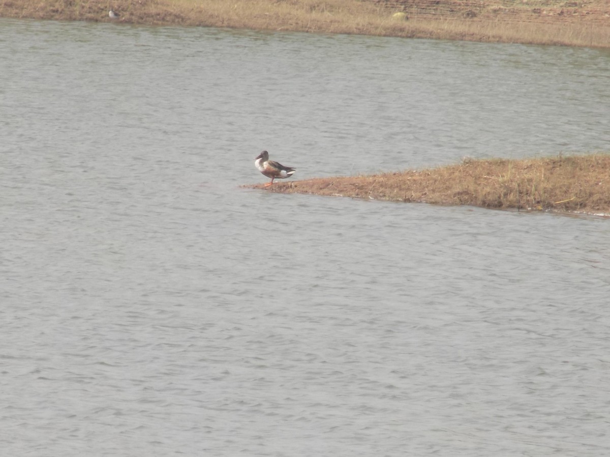 skjeand - ML647759614