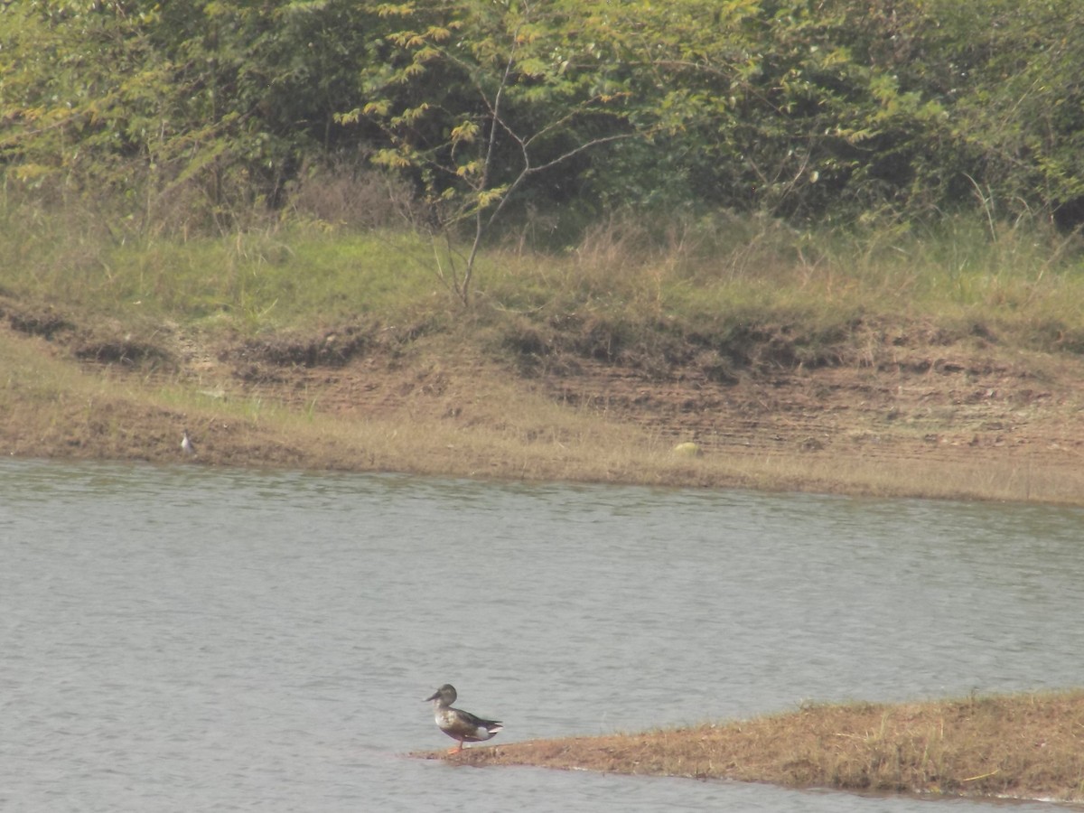 skjeand - ML647759616