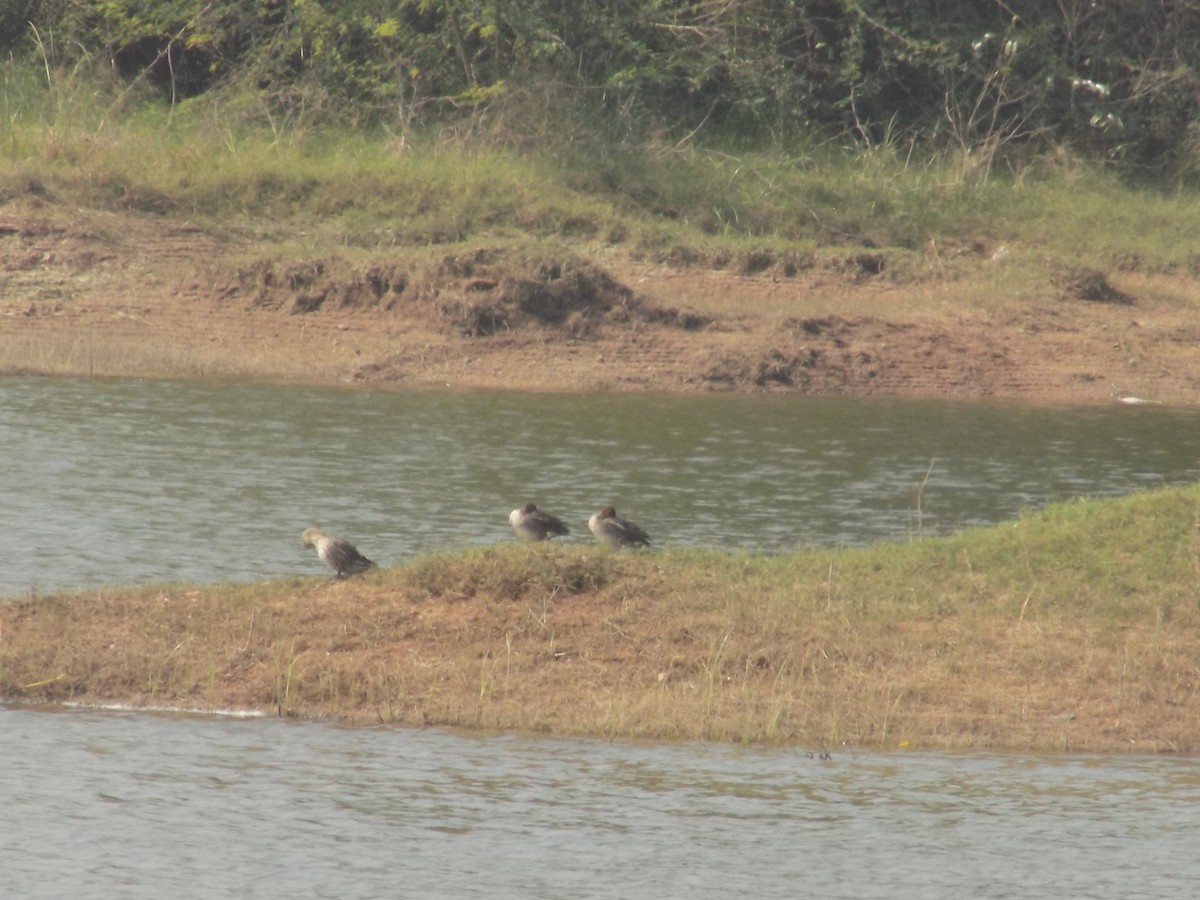 skjeand - ML647759617