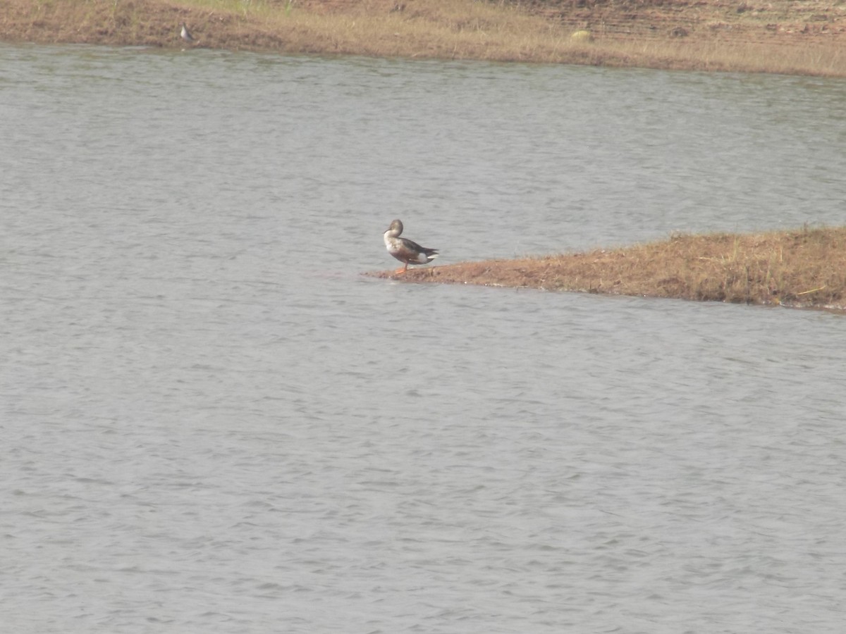 skjeand - ML647759618