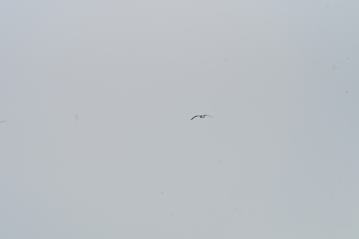 鷗亞科 - ML647759631