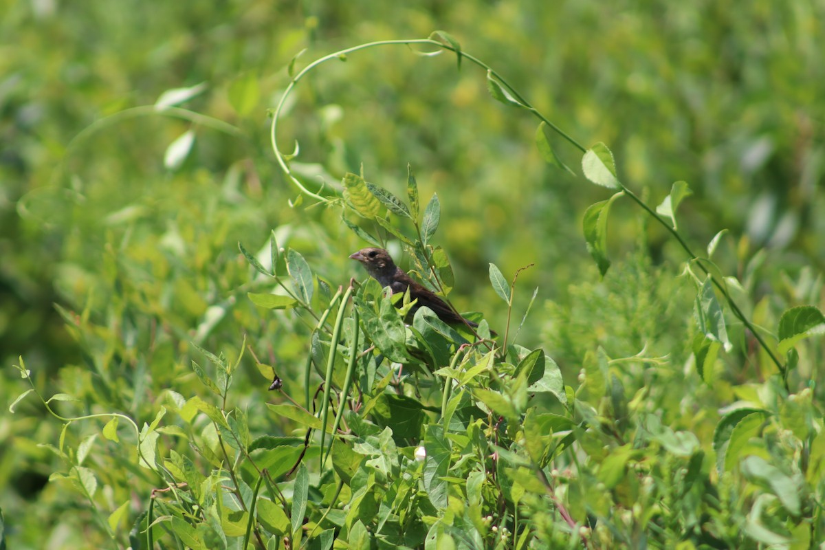 Indigo Bunting - ML647759638