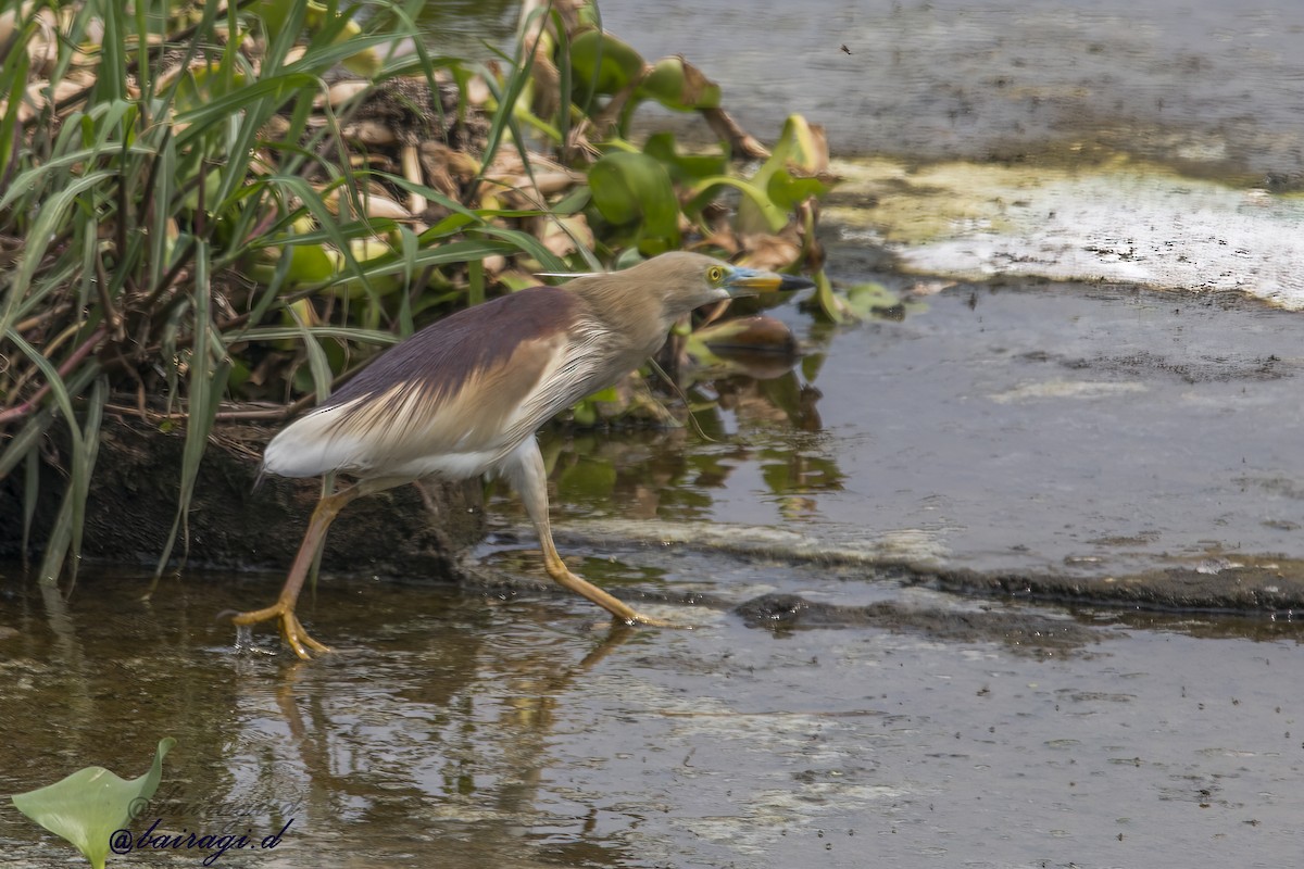 Indian Pond-Heron - ML647759665