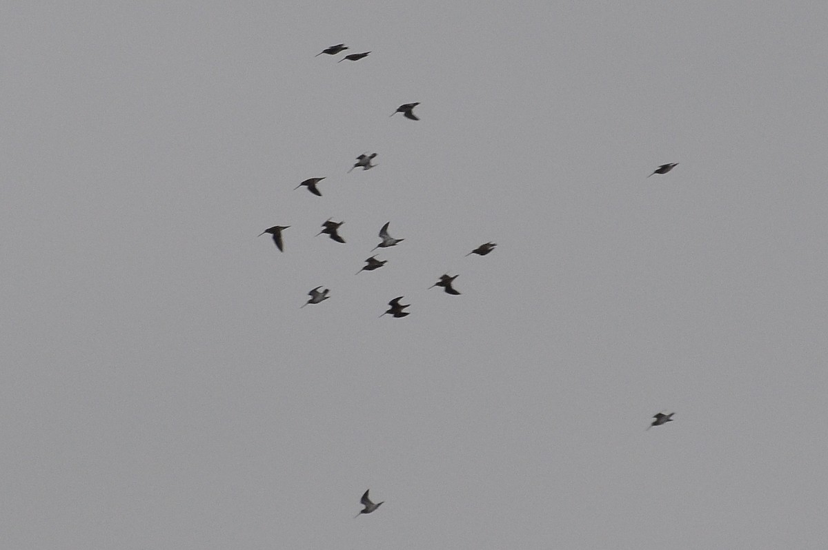 Agachadiza Común - ML647759727