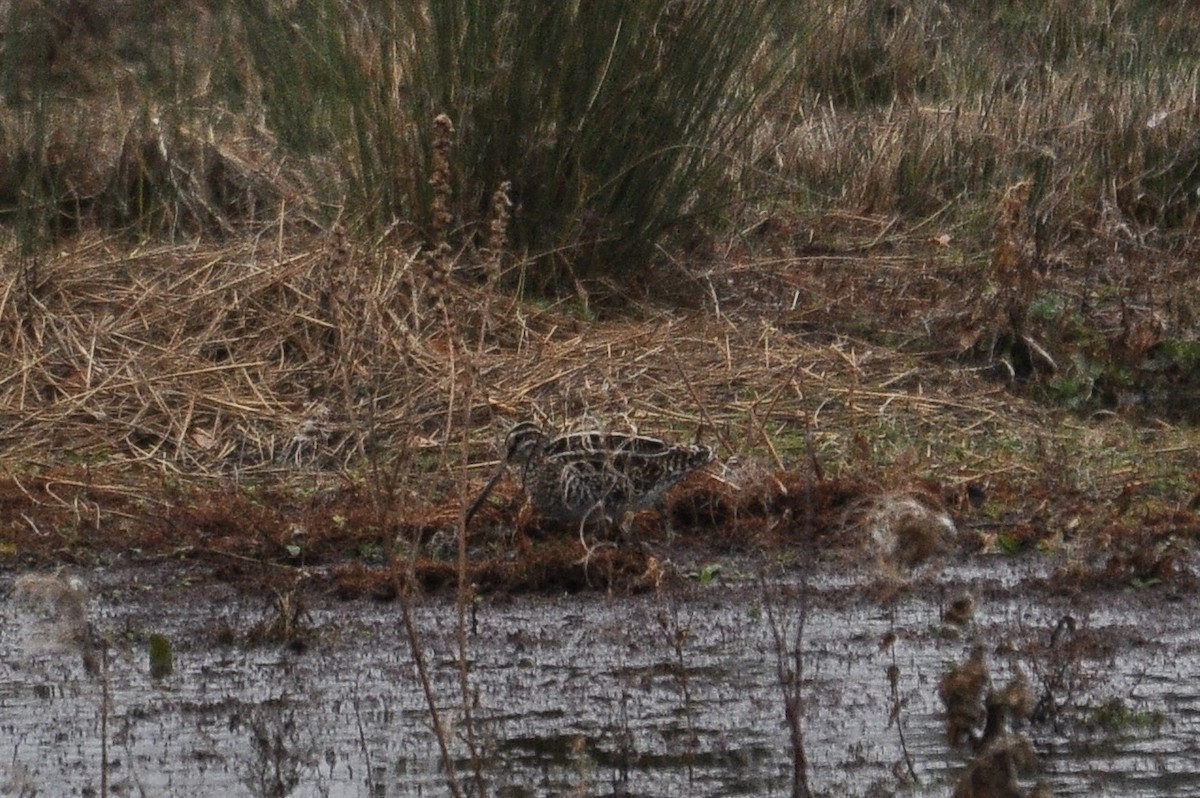 Agachadiza Común - ML647759730