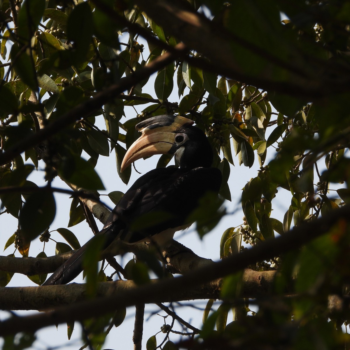 Malabar Pied-Hornbill - ML647759756
