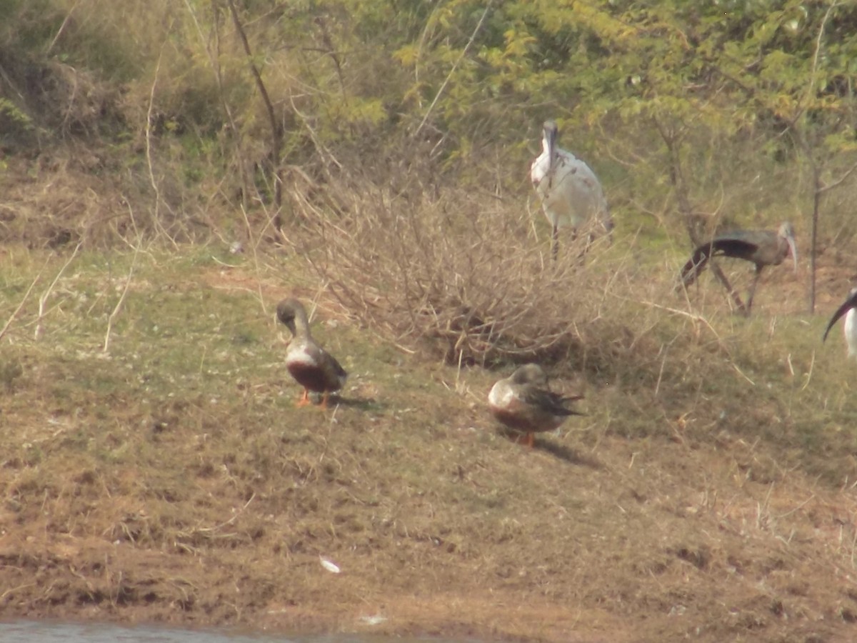 skjeand - ML647759757