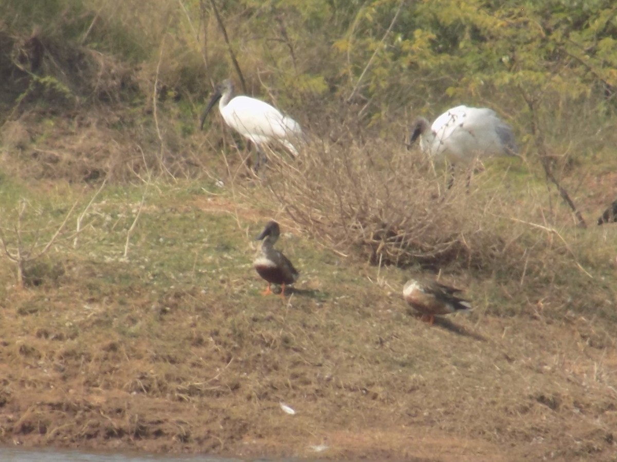 skjeand - ML647759759