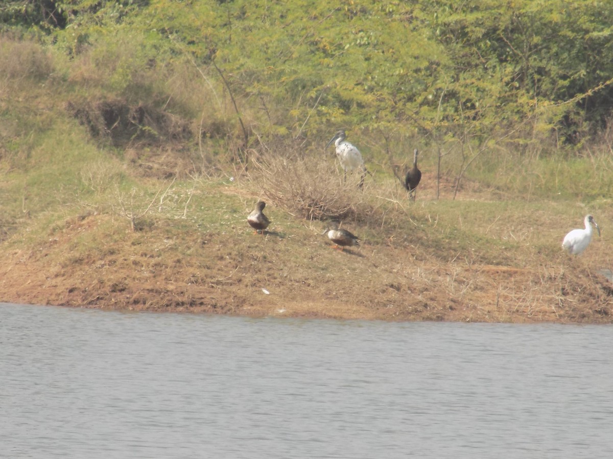 skjeand - ML647759762