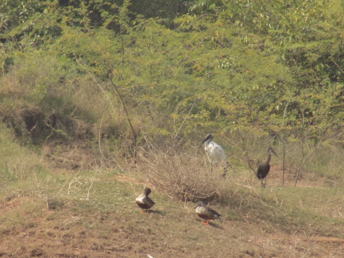 skjeand - ML647759764