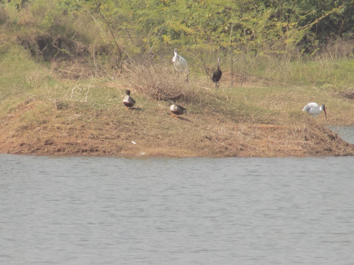 skjeand - ML647759765