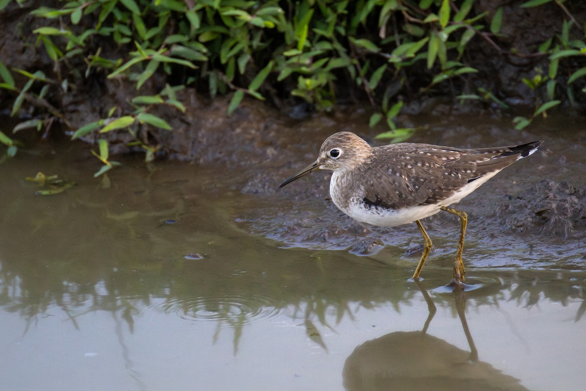 Solitary Sandpiper - ML647759779