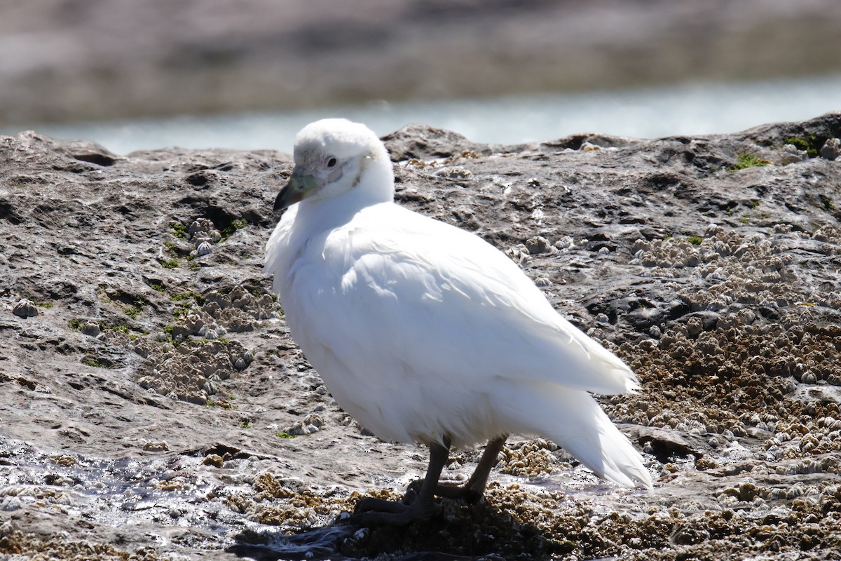 Snowy Sheathbill - ML647759792