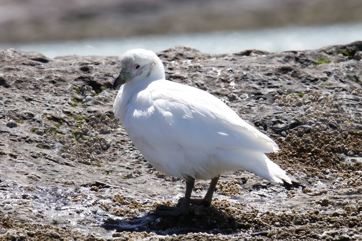 Snowy Sheathbill - ML647759793