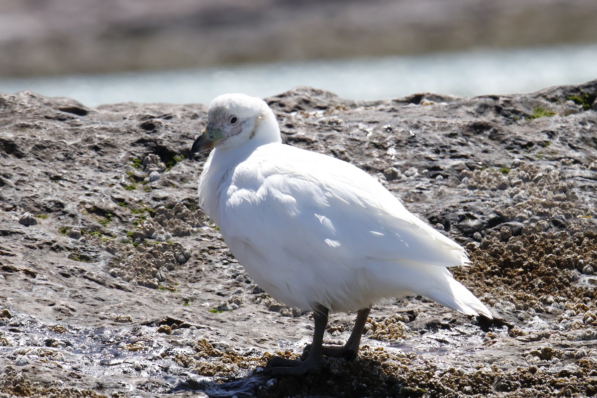 Snowy Sheathbill - ML647759794