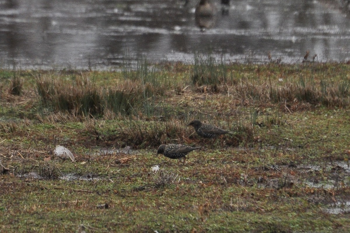 European Starling - ML647759835