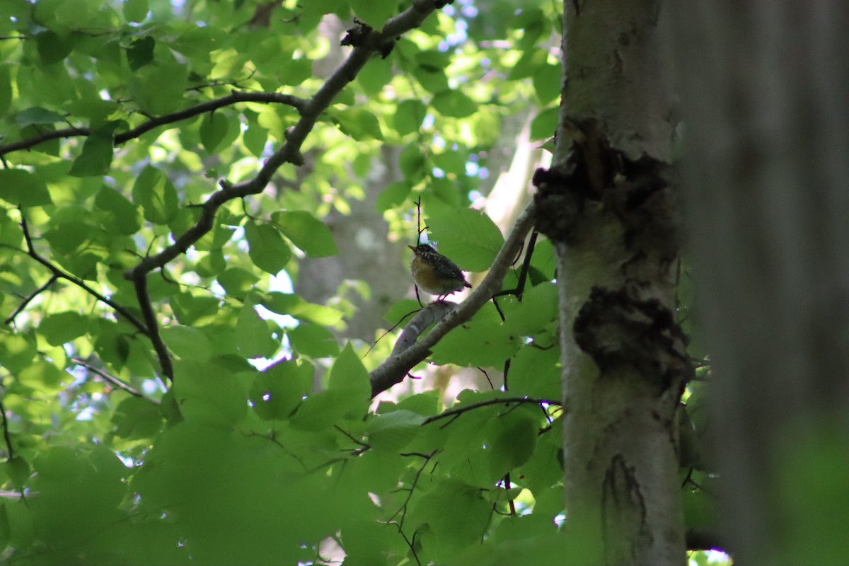 American Robin - ML647759848