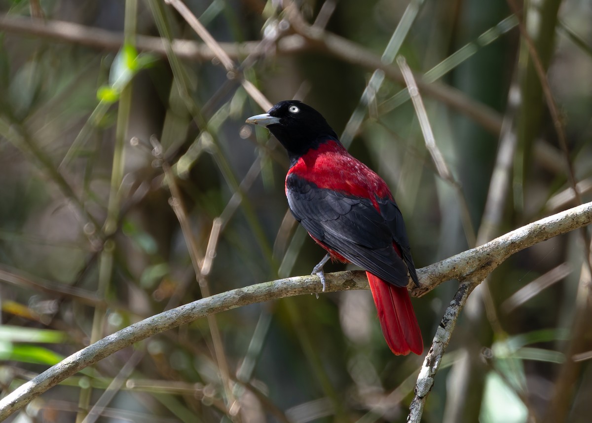 ヒゴロモ - ML647759864