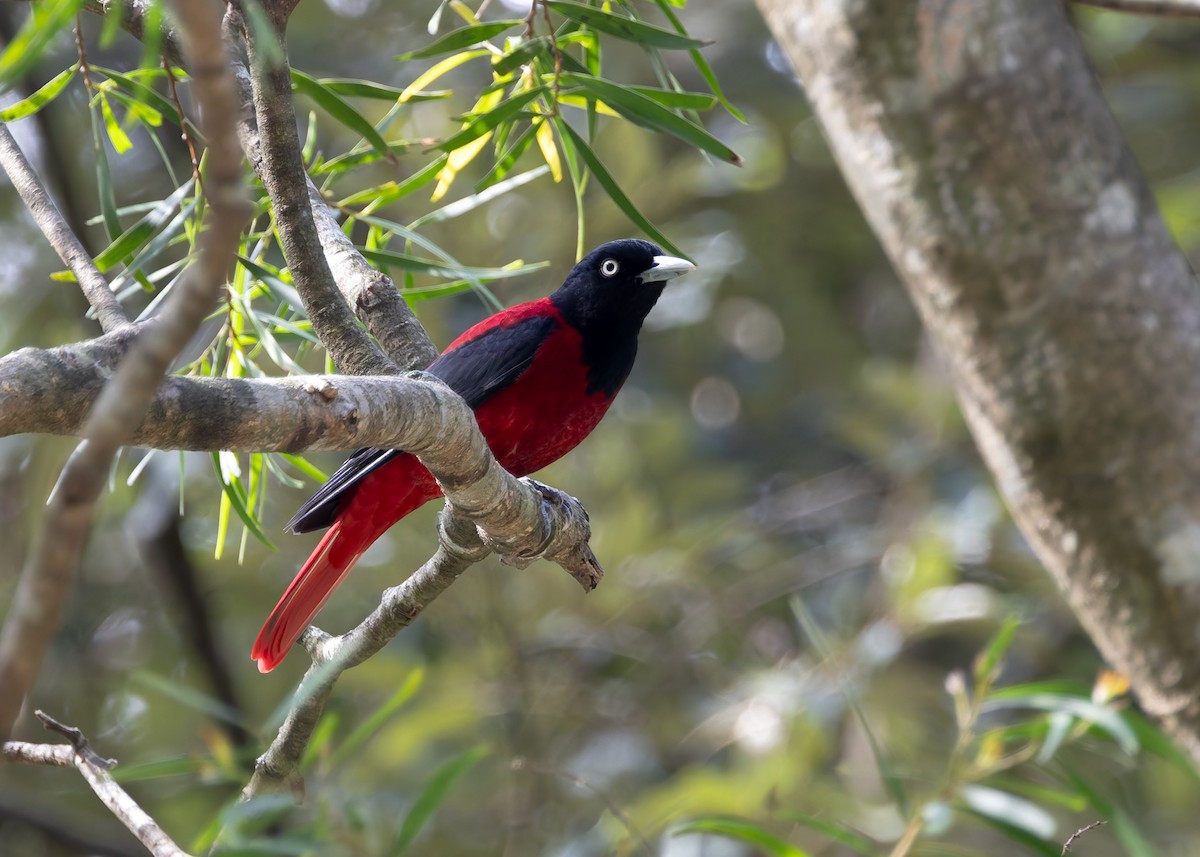 ヒゴロモ - ML647759865