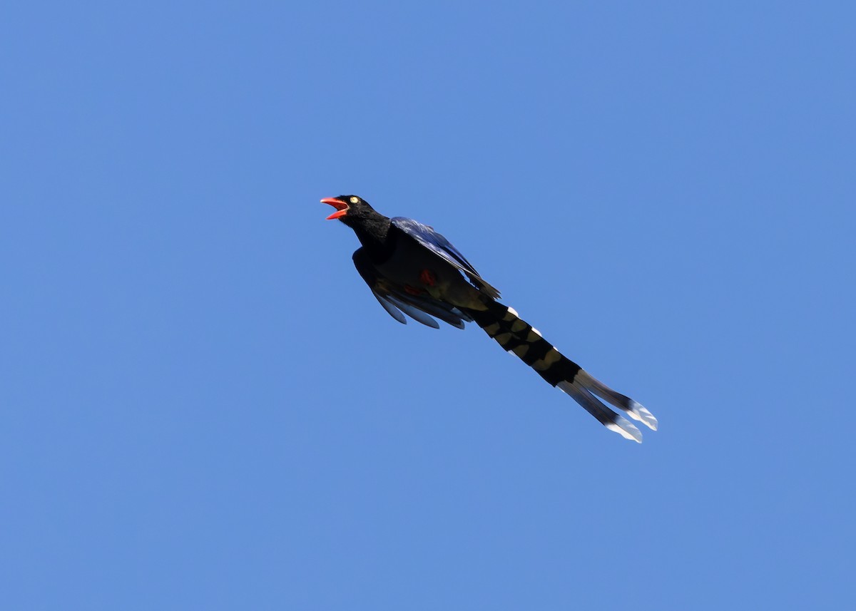 Taiwan Blue-Magpie - ML647759875