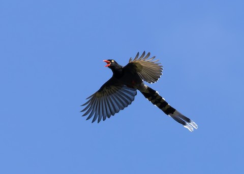 Taiwan Blue-Magpie - Urocissa caerulea - メディア検索 - Macaulay