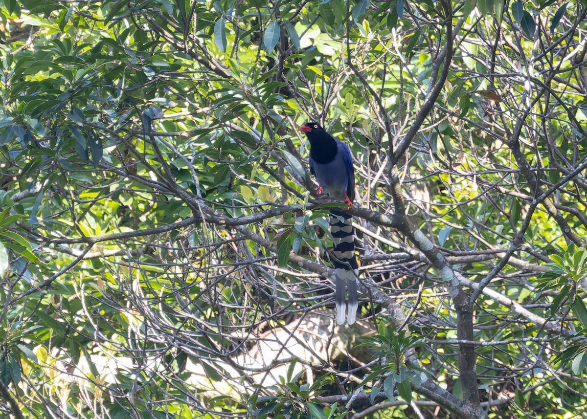 Taiwan Blue-Magpie - ML647759879