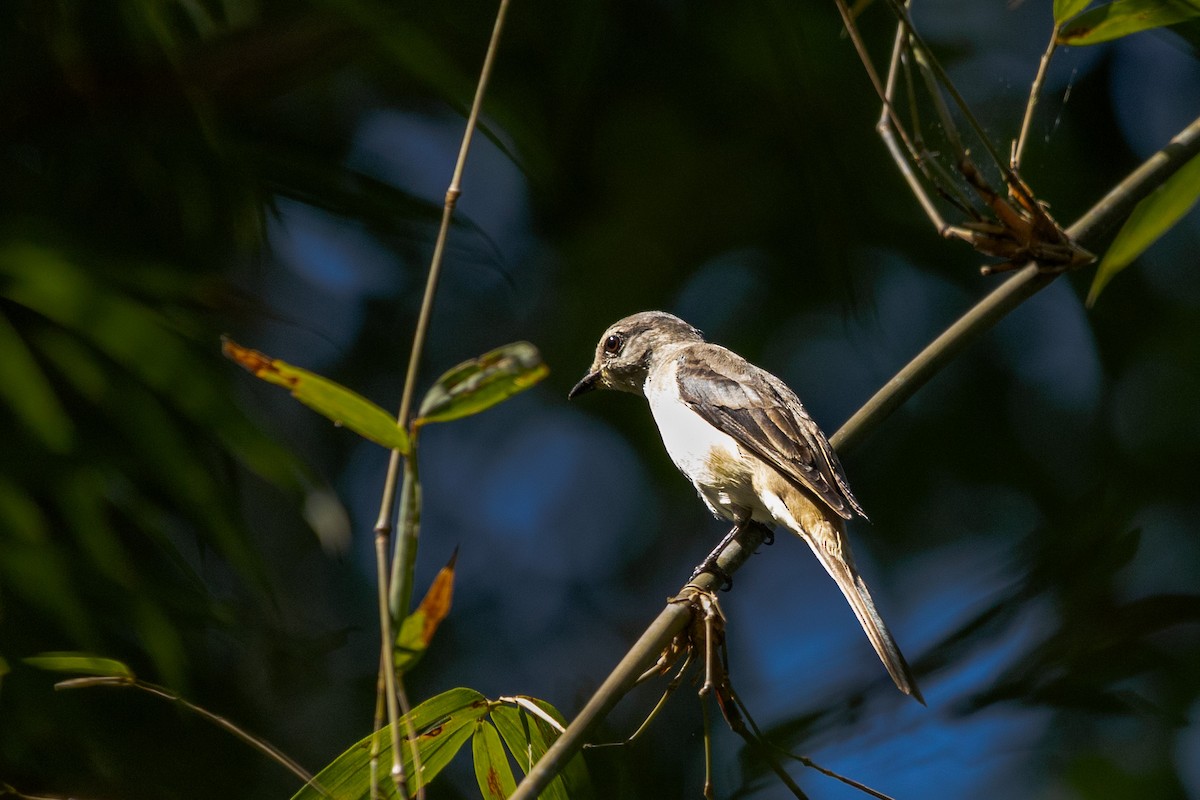 Буроспинный личинкоед - ML647759886