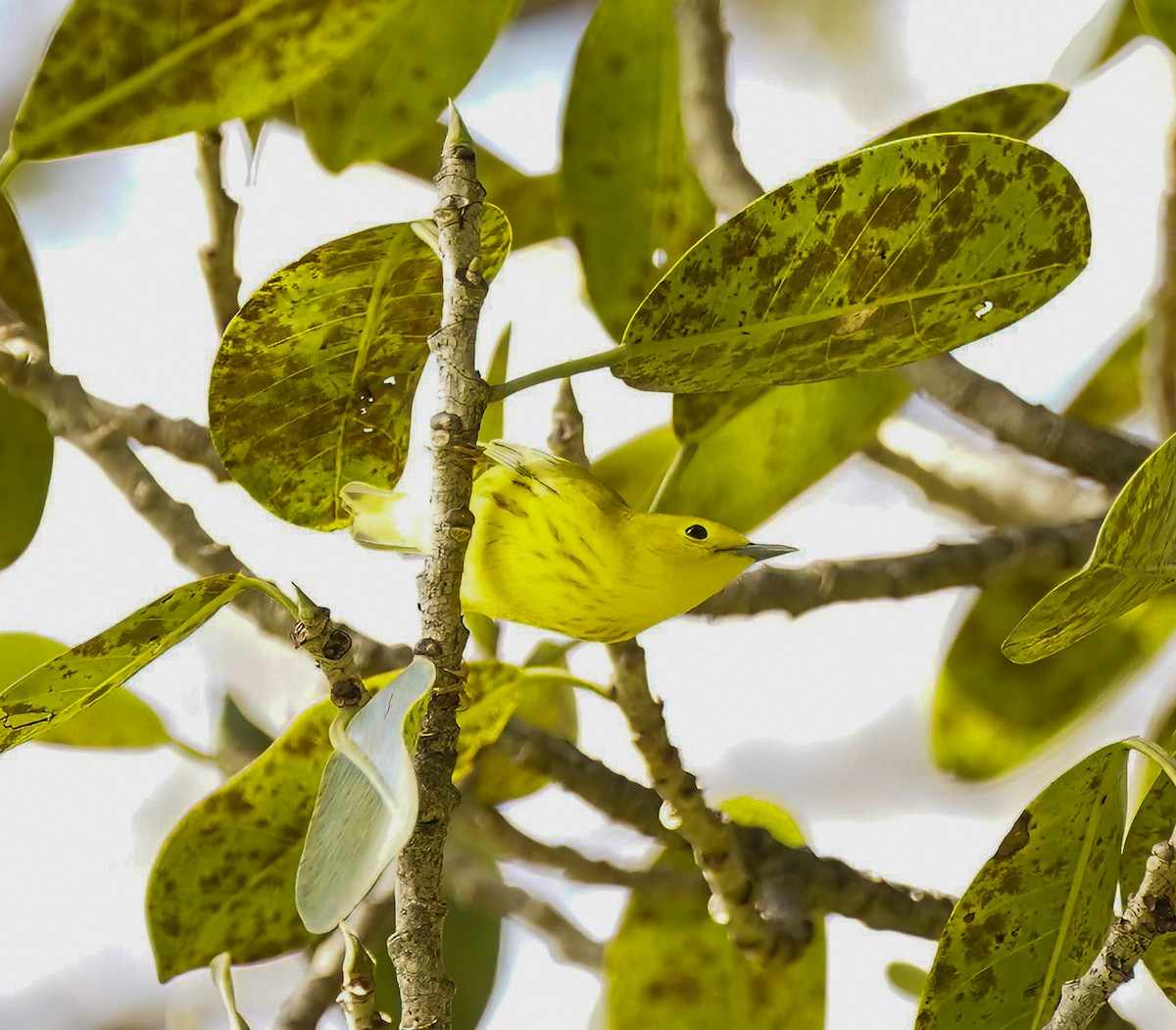 Northern Yellow Warbler - ML647759887