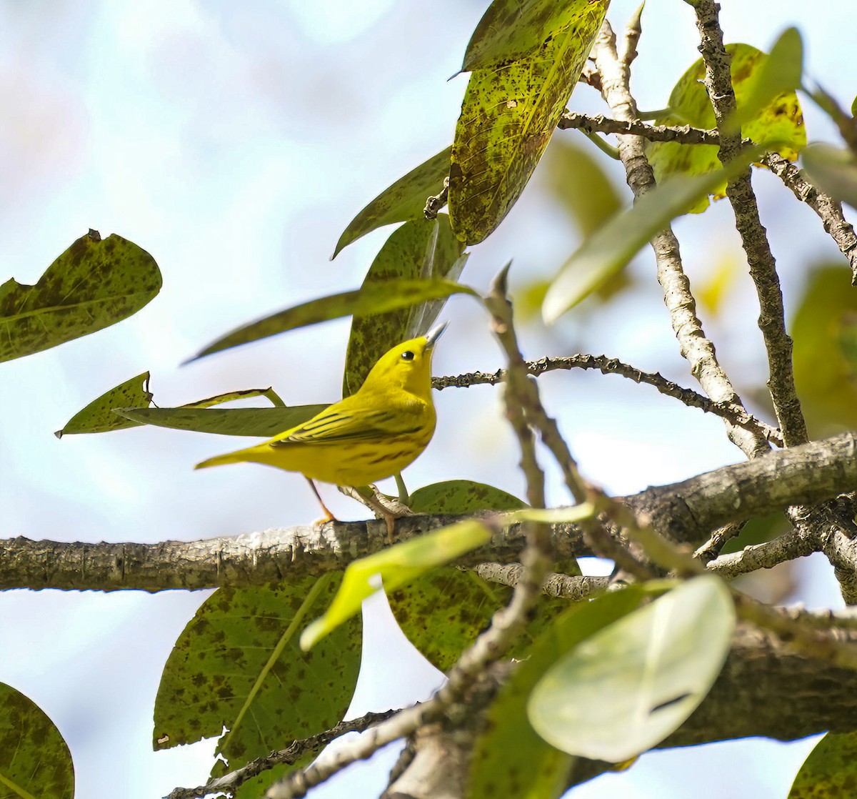 Northern Yellow Warbler - ML647759888