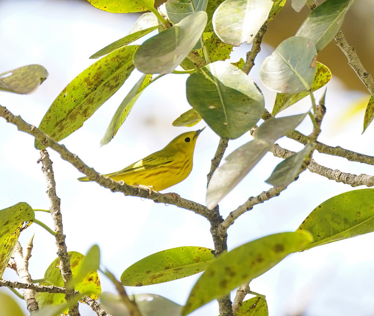 Northern Yellow Warbler - ML647759889