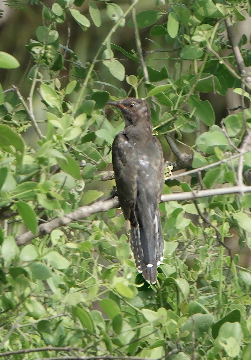Gray-bellied Cuckoo - ML647759900