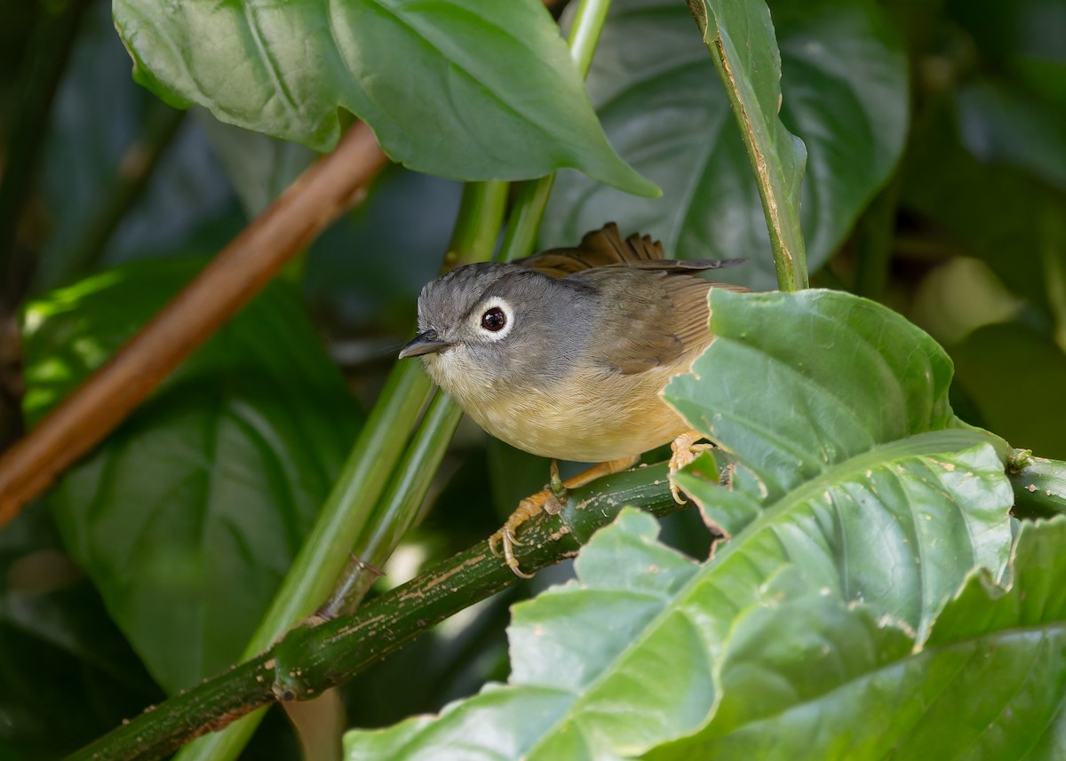 メジロチメドリ - ML647759918