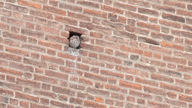 Сич хатній - ML647759926