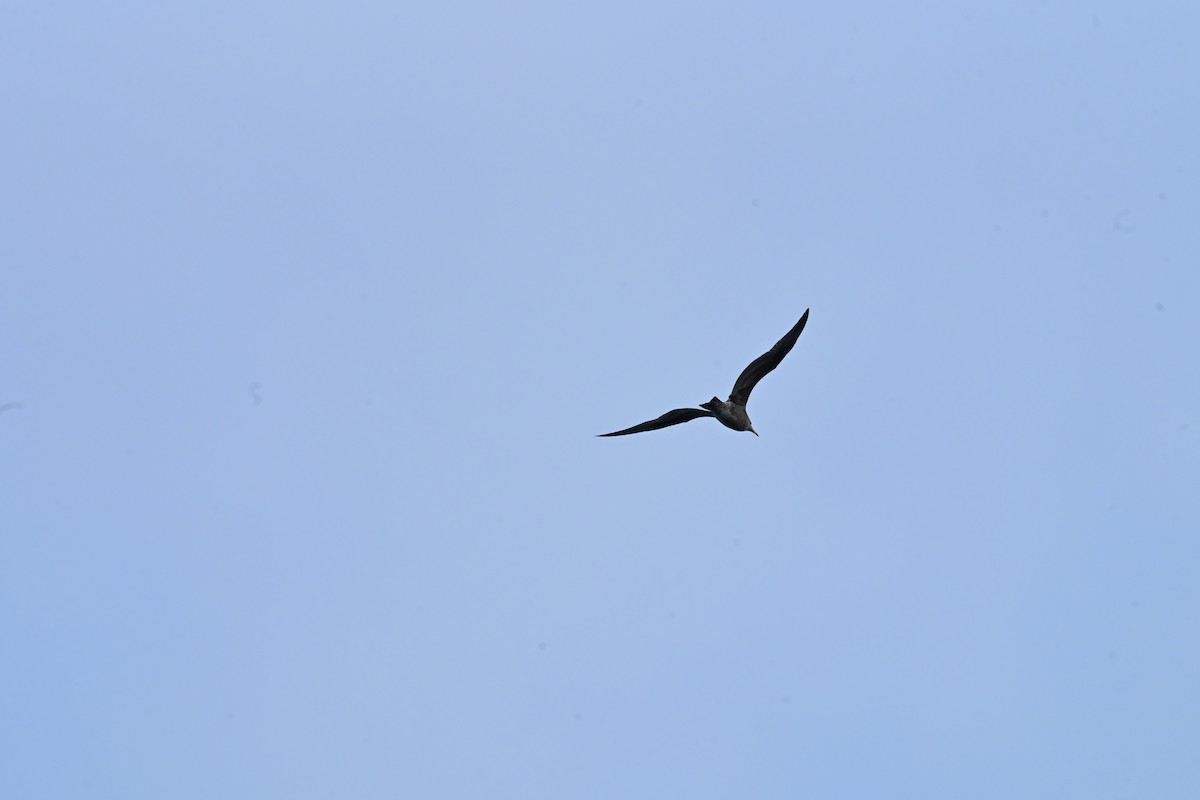 鷗亞科 - ML647759930