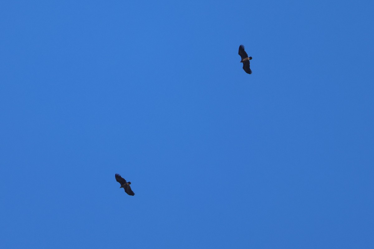 Buitre Negro - ML647759953