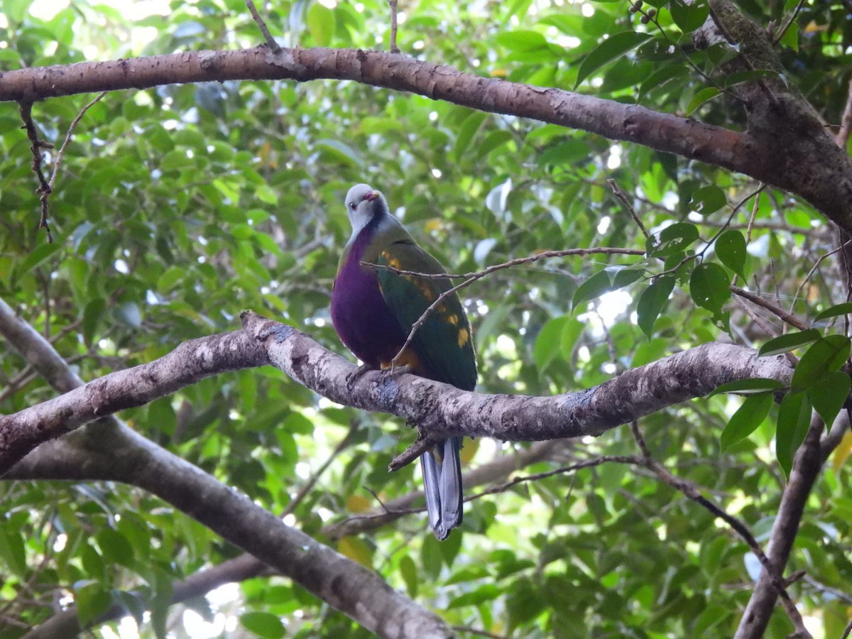 Wompoo Fruit-Dove - ML647759966