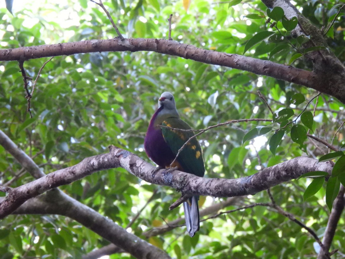 Wompoo Fruit-Dove - ML647759967
