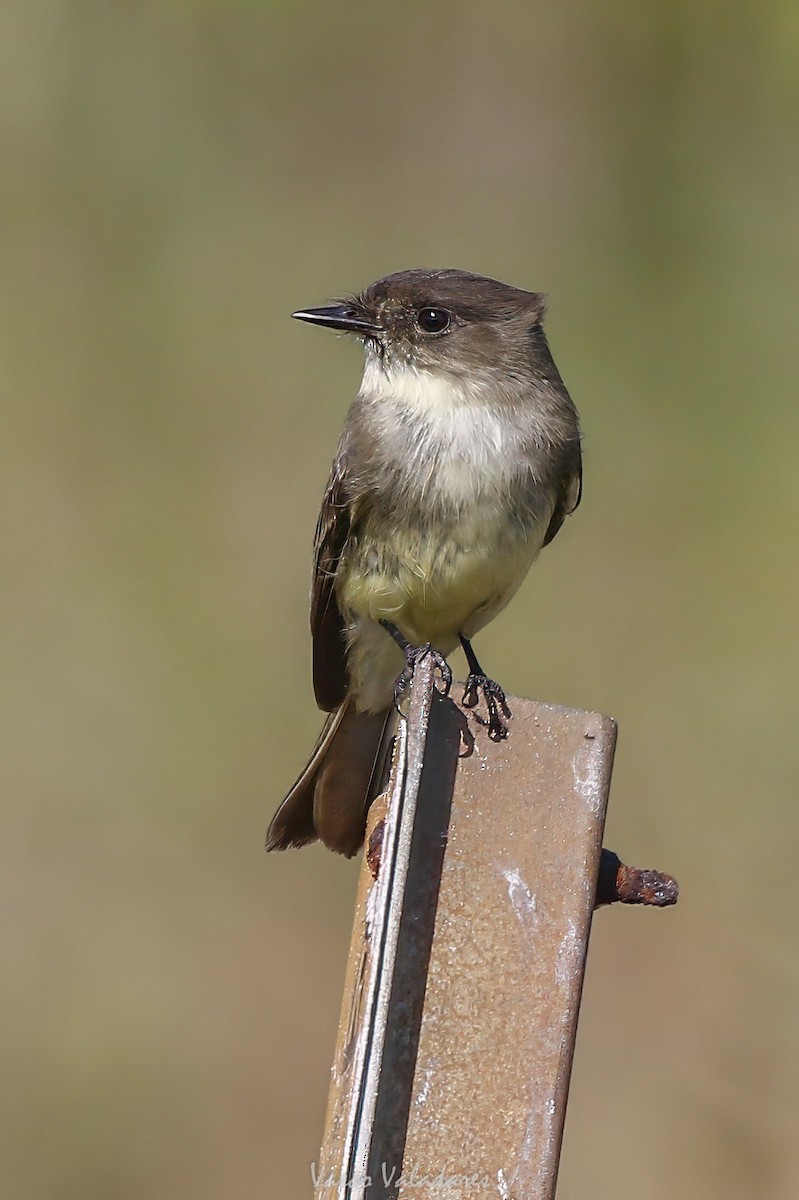 Eastern Phoebe - ML647759977