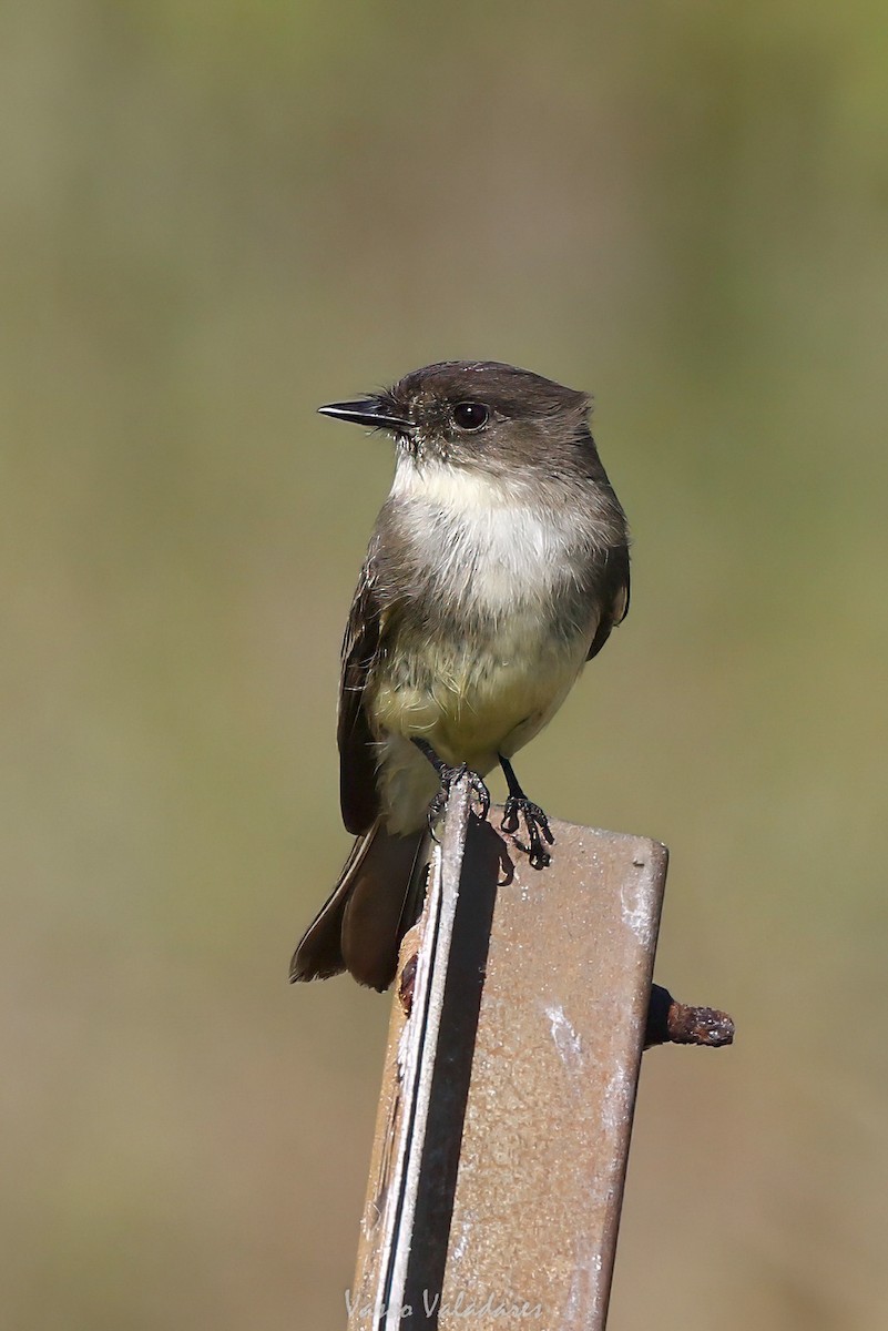 Eastern Phoebe - ML647759978