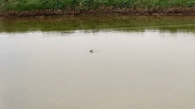 Phalarope à bec étroit - ML647759995