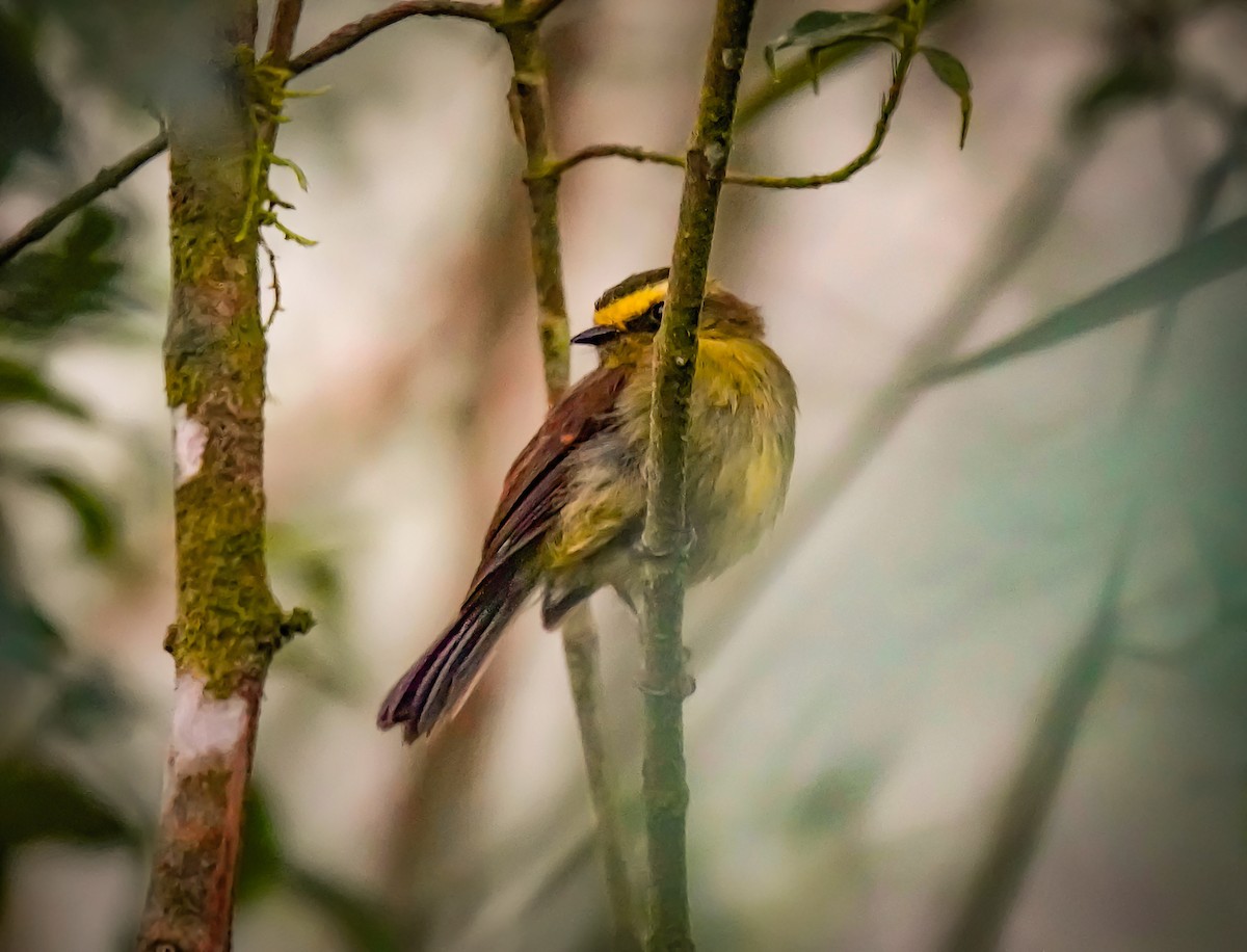 Yellow-bellied Chat-Tyrant - ML647760005