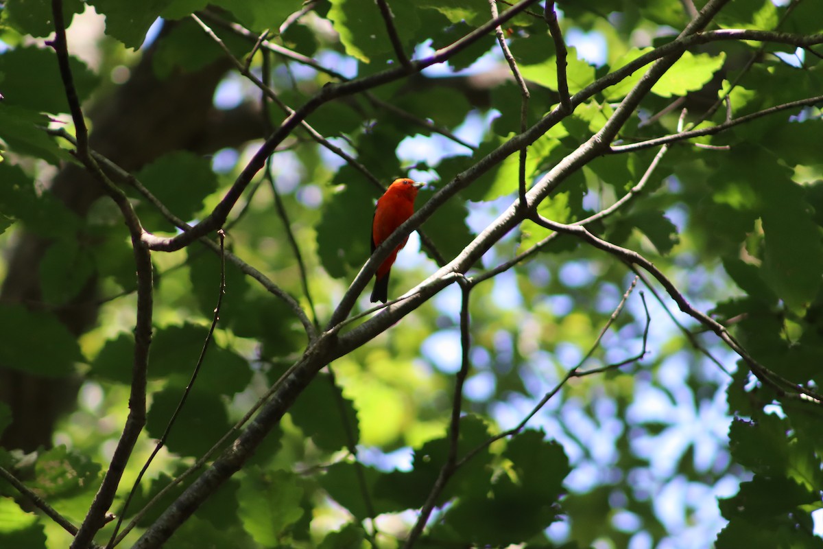 Scarlet Tanager - ML647760044