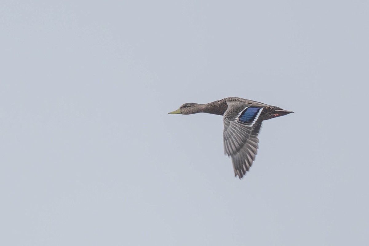 Mexican Duck - ML647760062