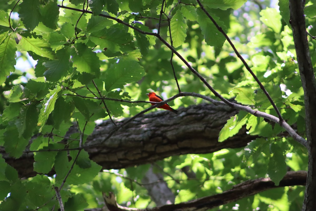 Scarlet Tanager - ML647760074